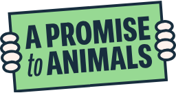A Promise to Animals